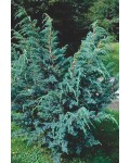 Можжевельник чешуйчатый Мейери | Ялівець лускатий Мейері | Juniperus squamata Meyeri